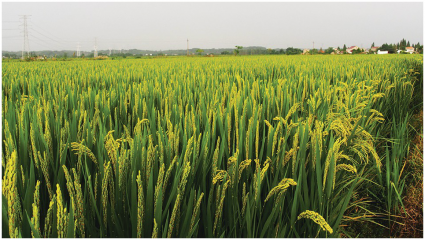 Rice brokers composes meeting on agri-youngsters awareness in Islamabad