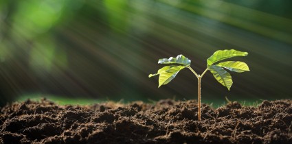 Prime Minister to launch biggest ever drive to plant Millions trees a day